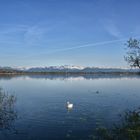 der einsame Schwan
