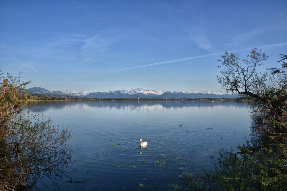 der einsame Schwan