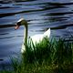 Der einsame Schwan