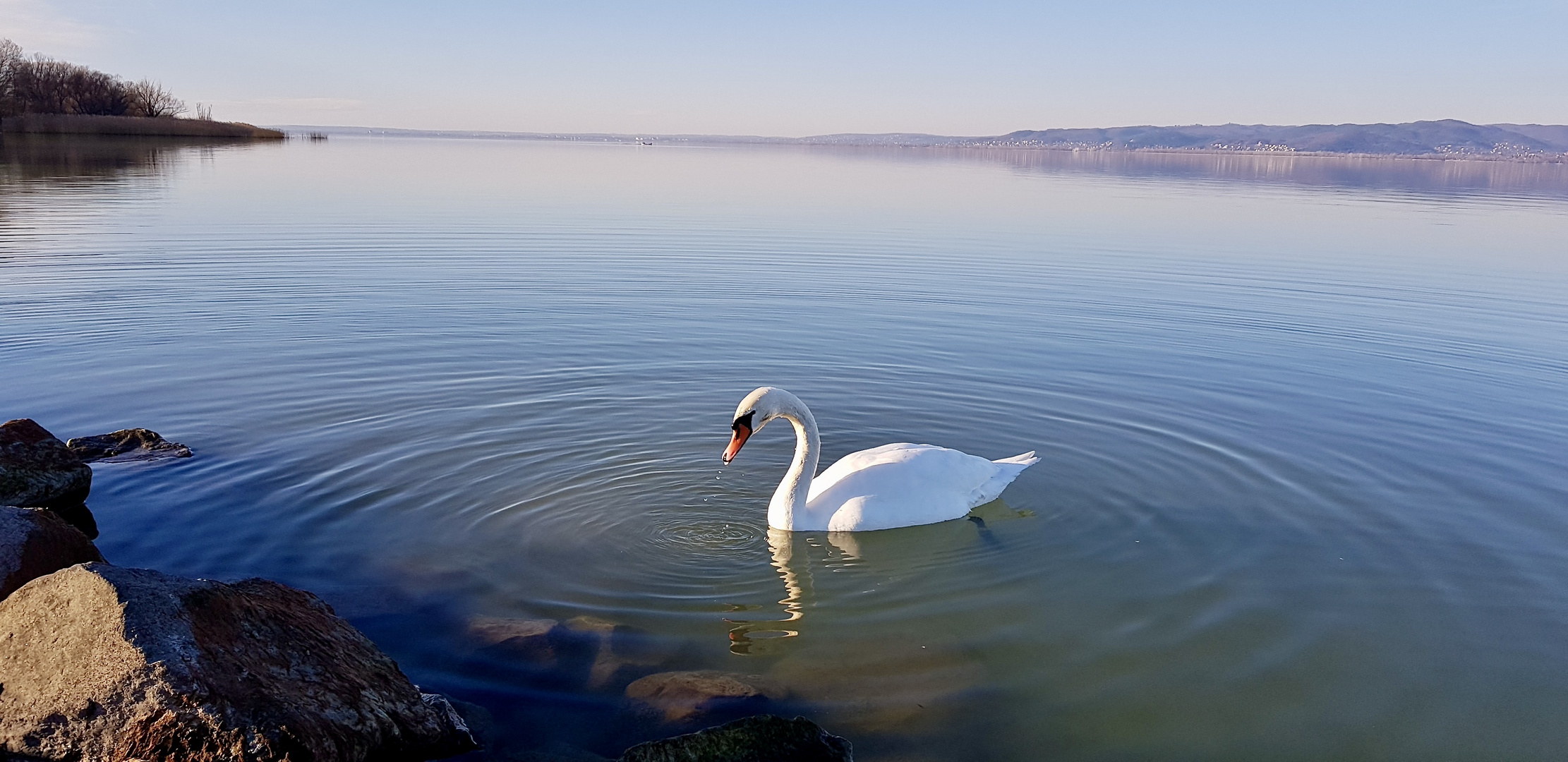 Der einsame Schwan