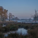 Der einsame Schwan im Rohrdommelgebiet an der Nette