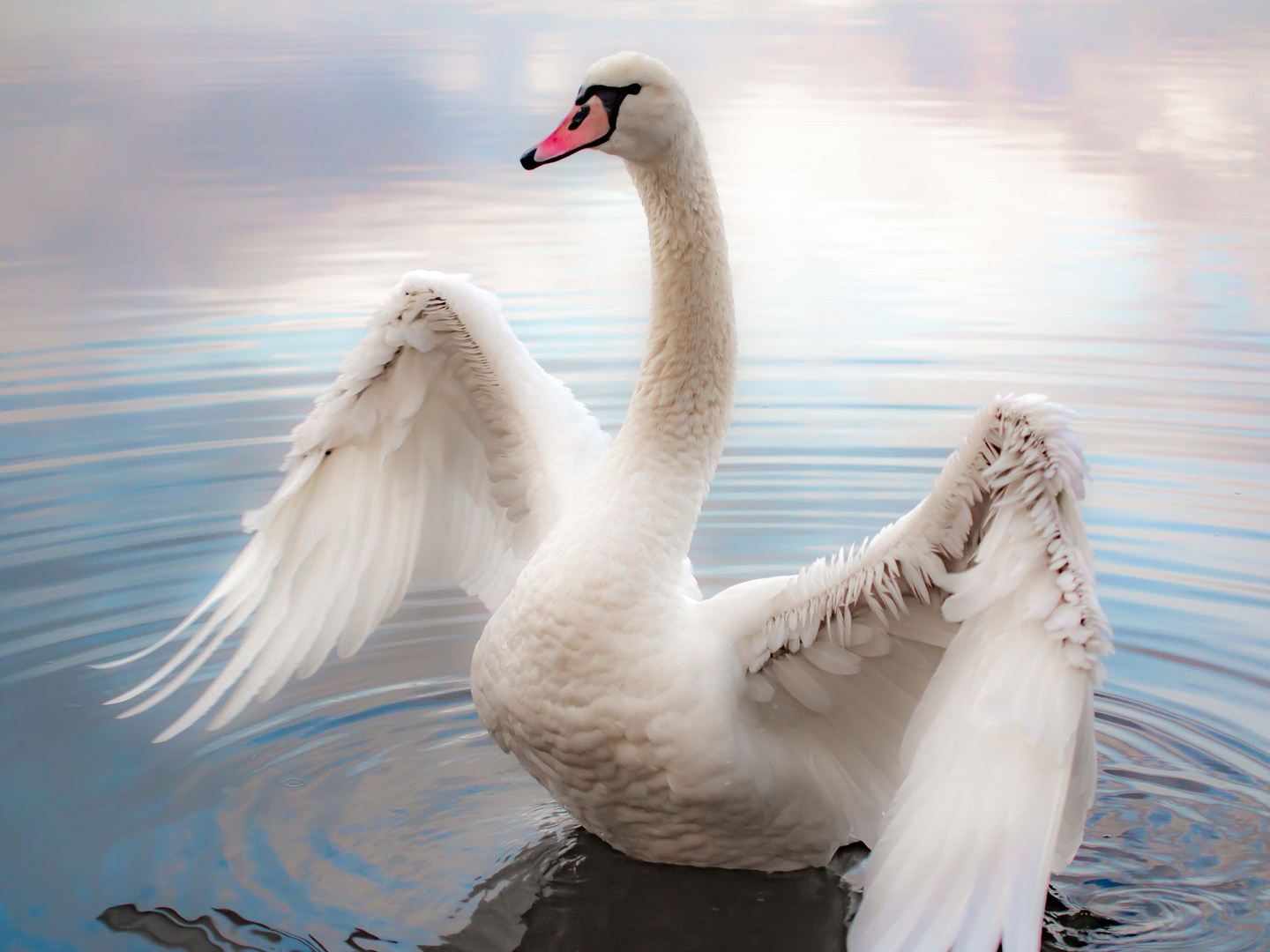 der einsame Schwan - the lonely swan