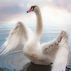 der einsame Schwan - the lonely swan