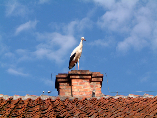 Der einsame Storch