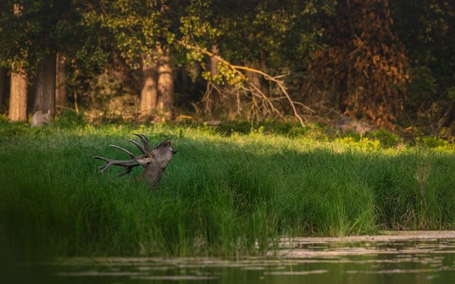 der einsame Tonangeber