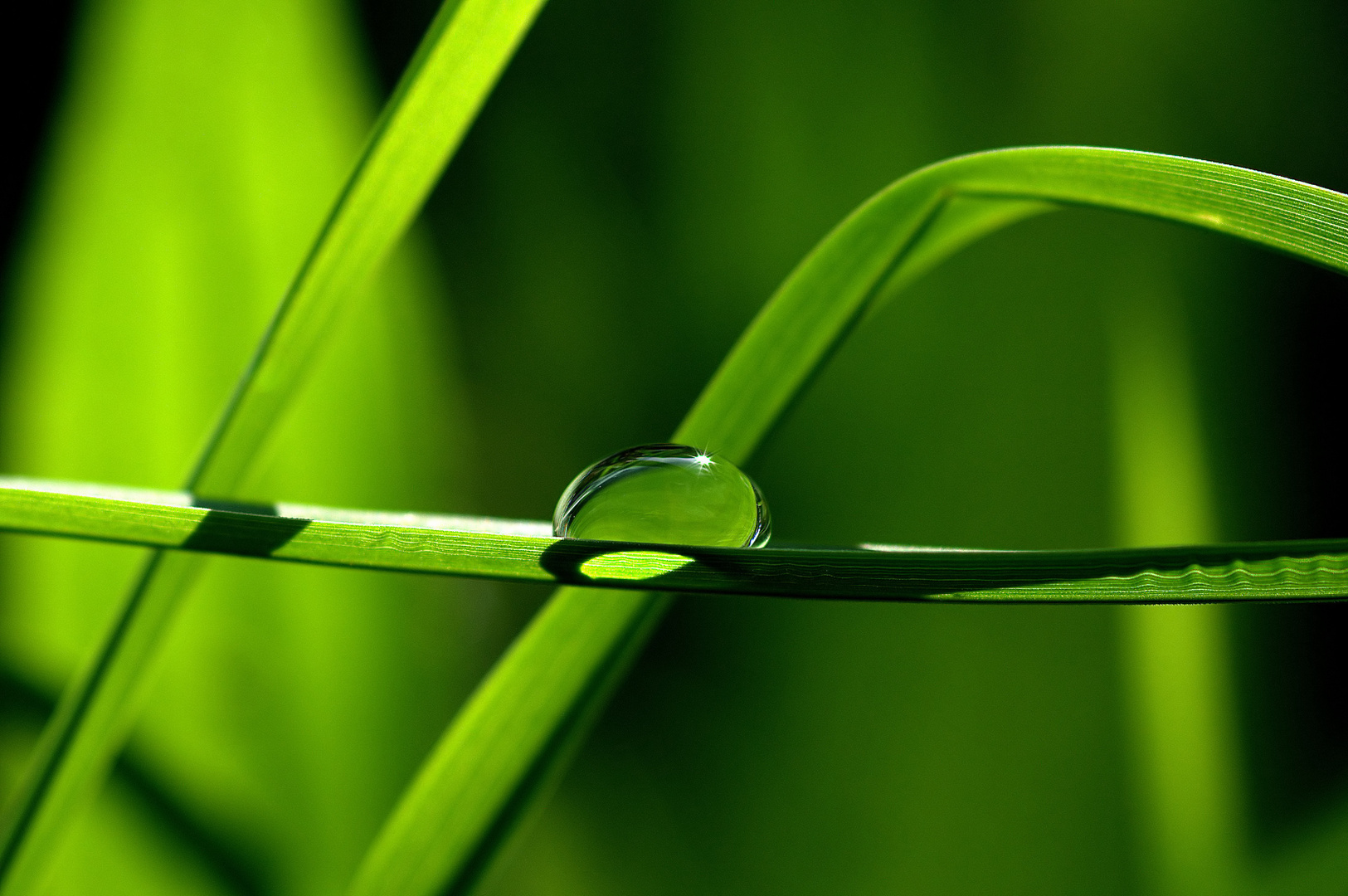 Der einsame Tropfen im Gras