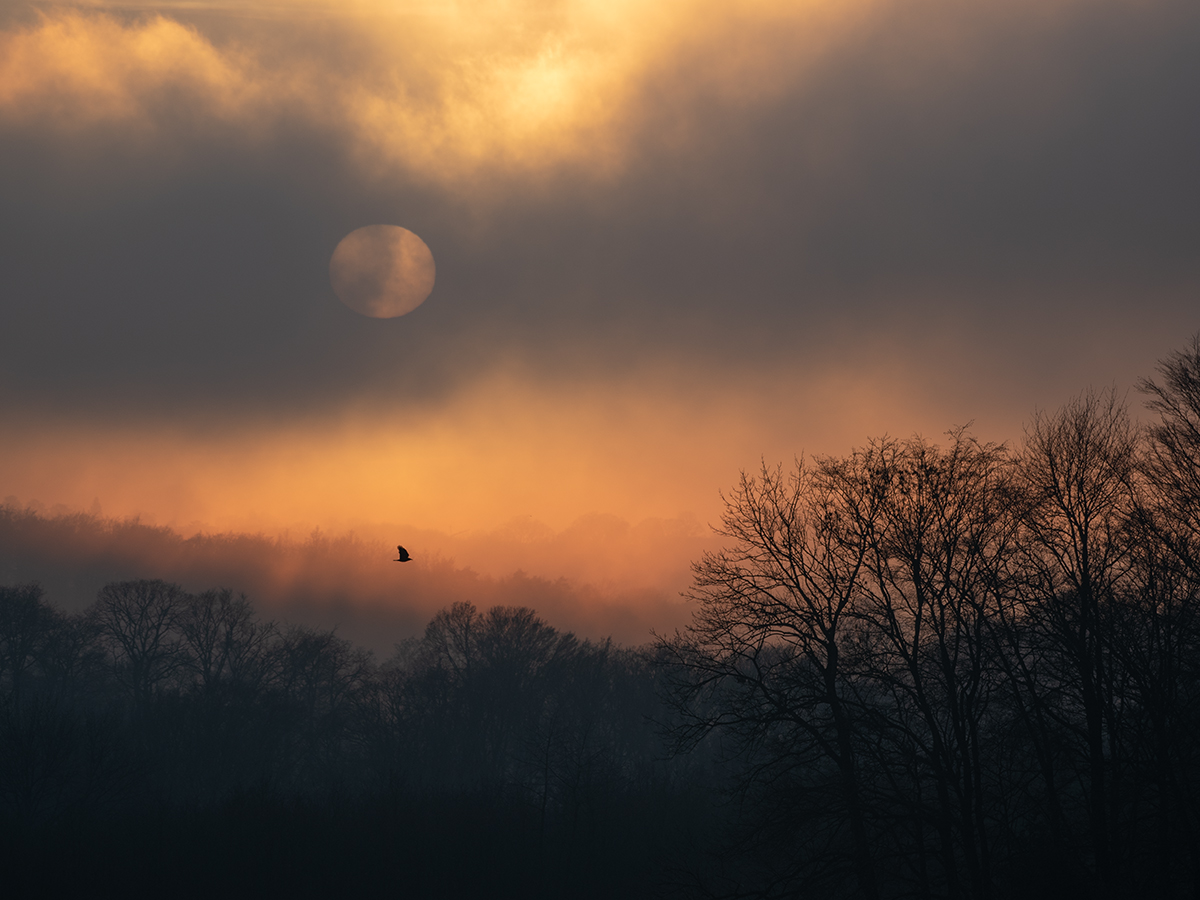 Der einsame Vogel