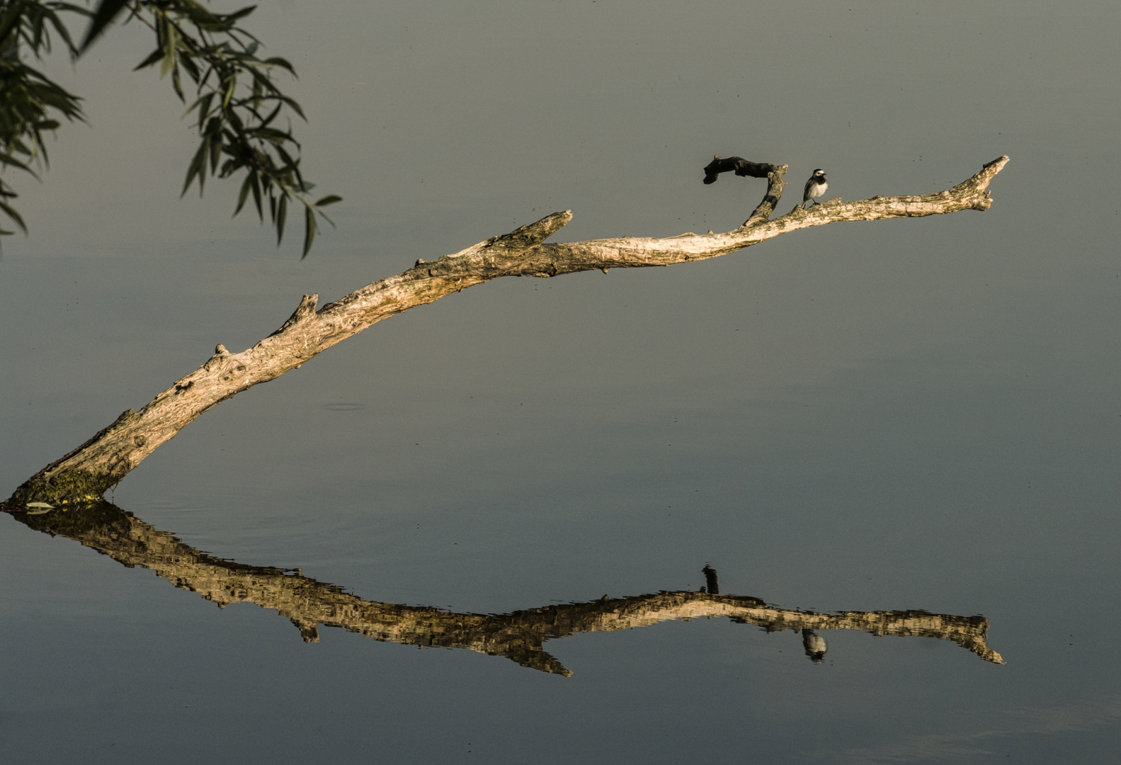 Der einsame Vogel