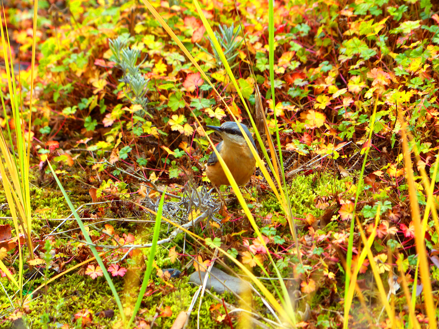 Der einsame Vogel