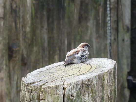 Der einsame Vogel fängt den Wurm