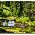 Der einsame Waldsee