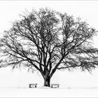 der einsame winterbaum