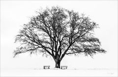 der einsame winterbaum