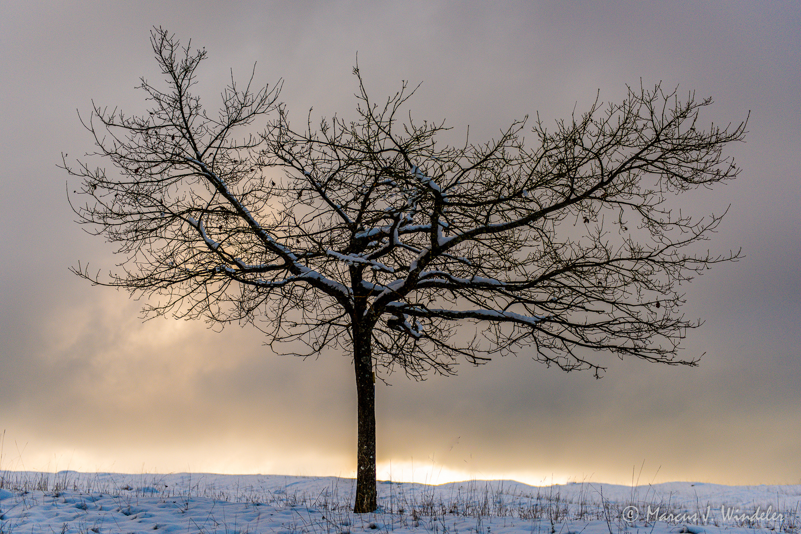 Der einsame Winterbaum