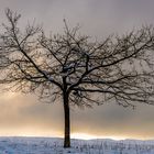 Der einsame Winterbaum