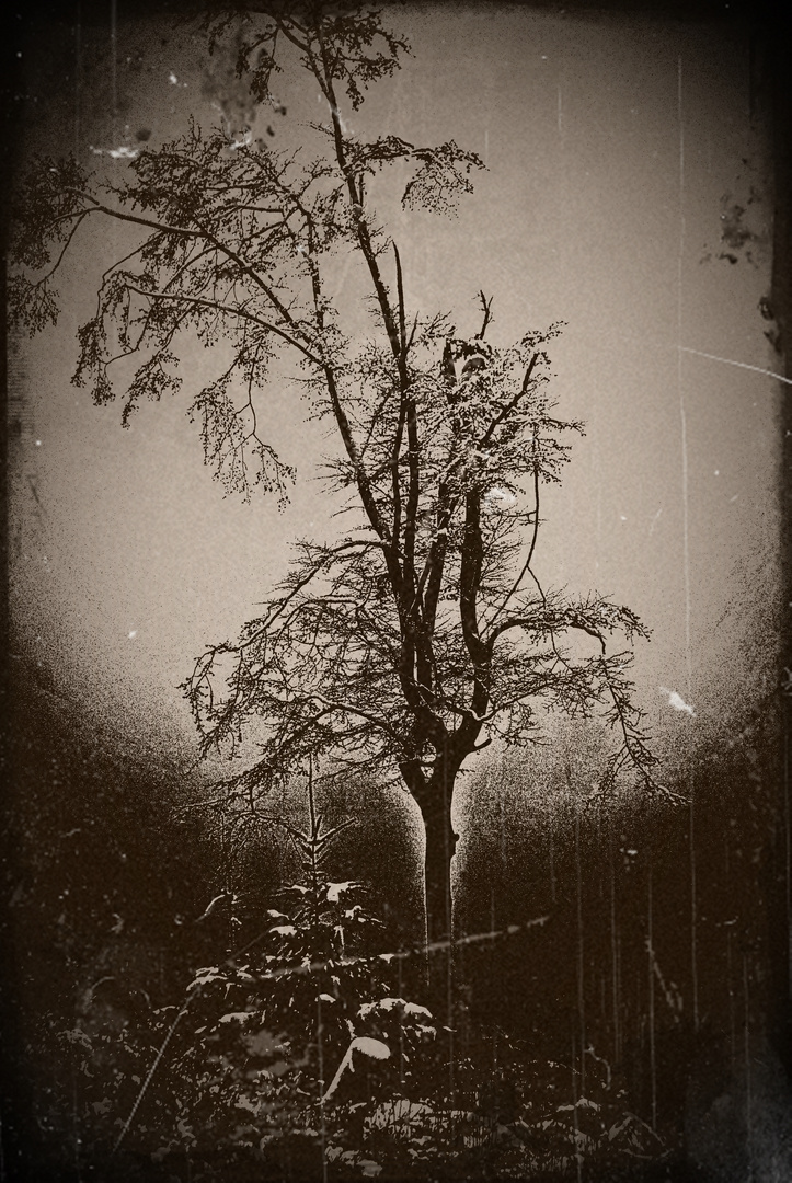 der einsame Winterbaum...