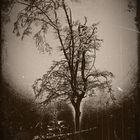 der einsame Winterbaum...