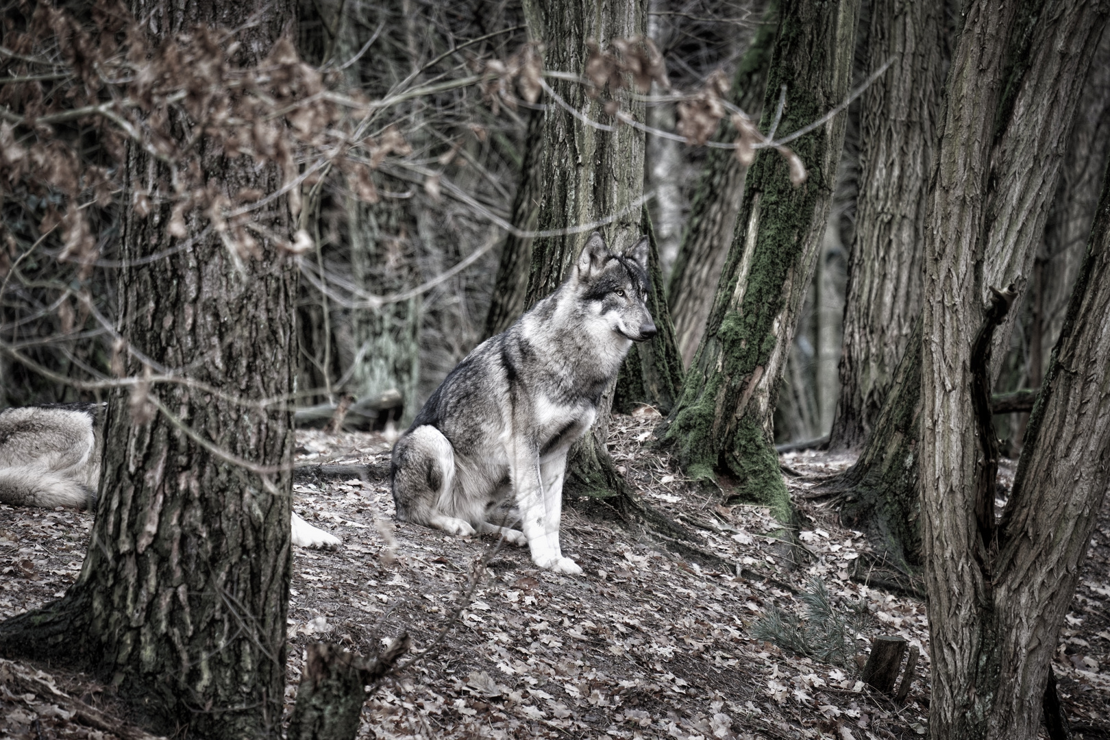 Der einsame Wolf