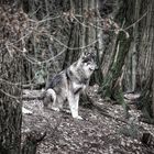 Der einsame Wolf