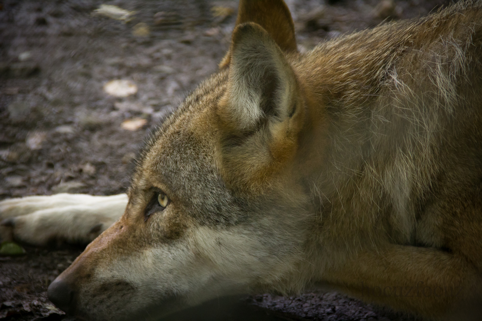 Der einsame Wolf