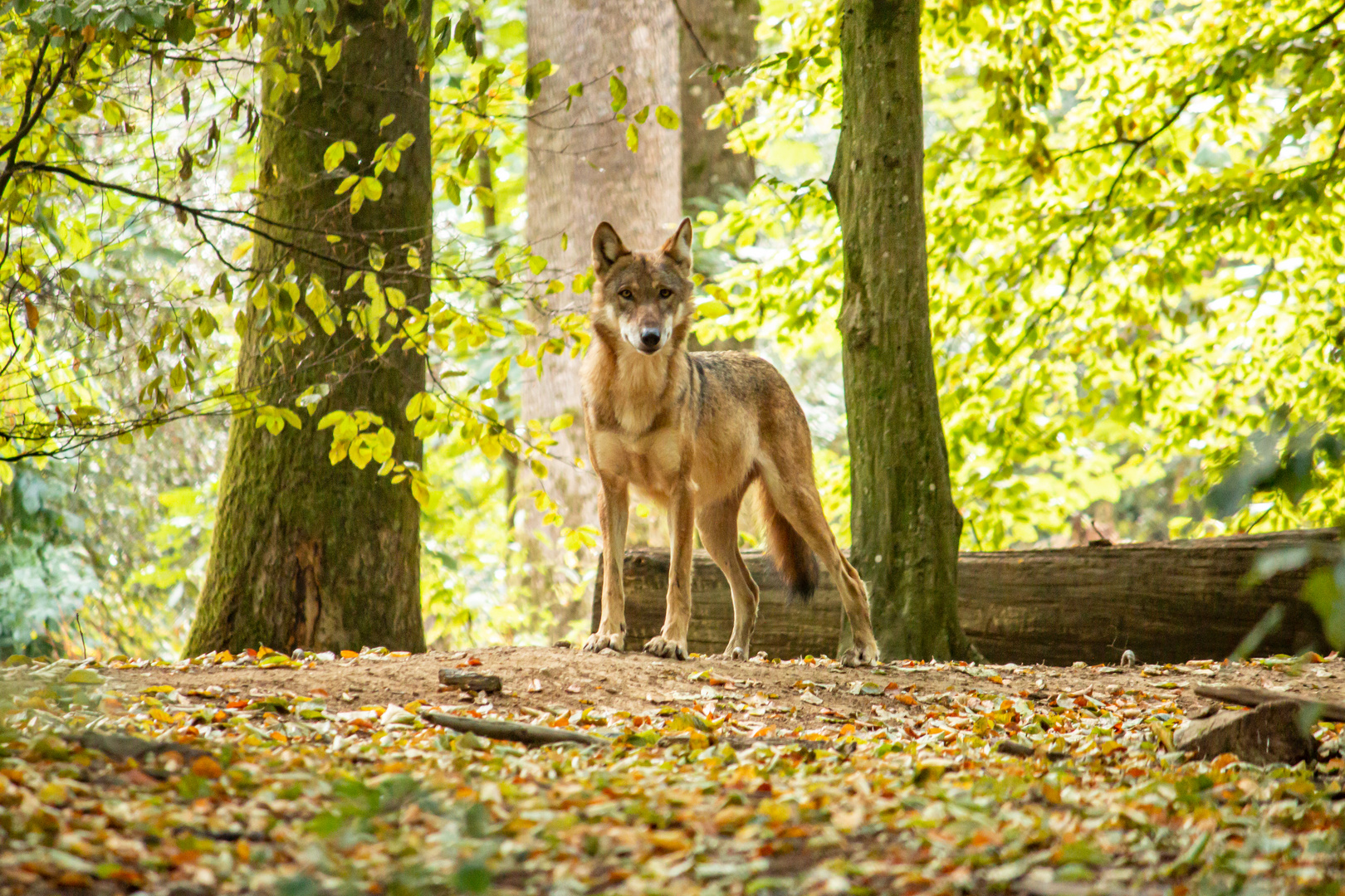 Der einsame Wolf