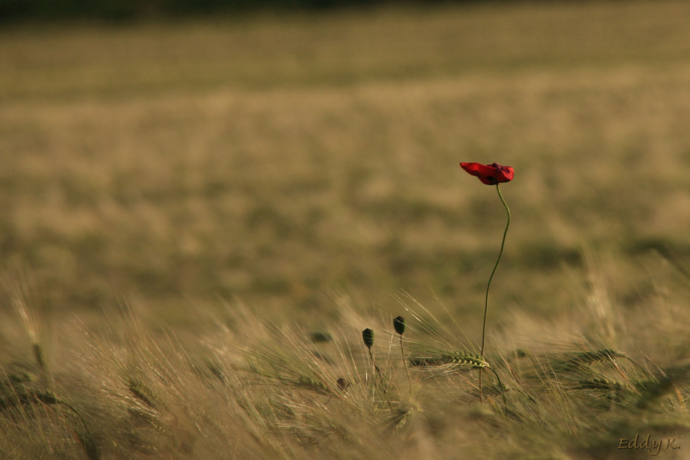 Der einsamme Rote