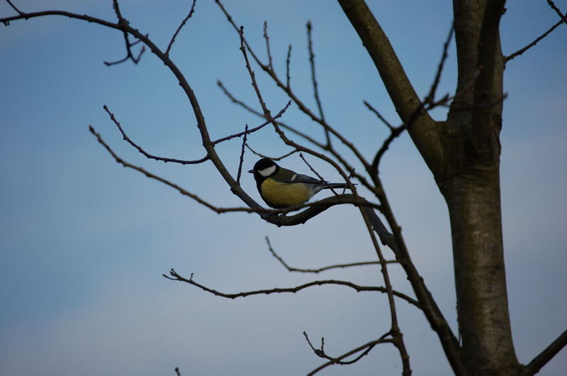 Der einsamme Vogel