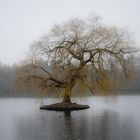 Der Einsiedlerbaum