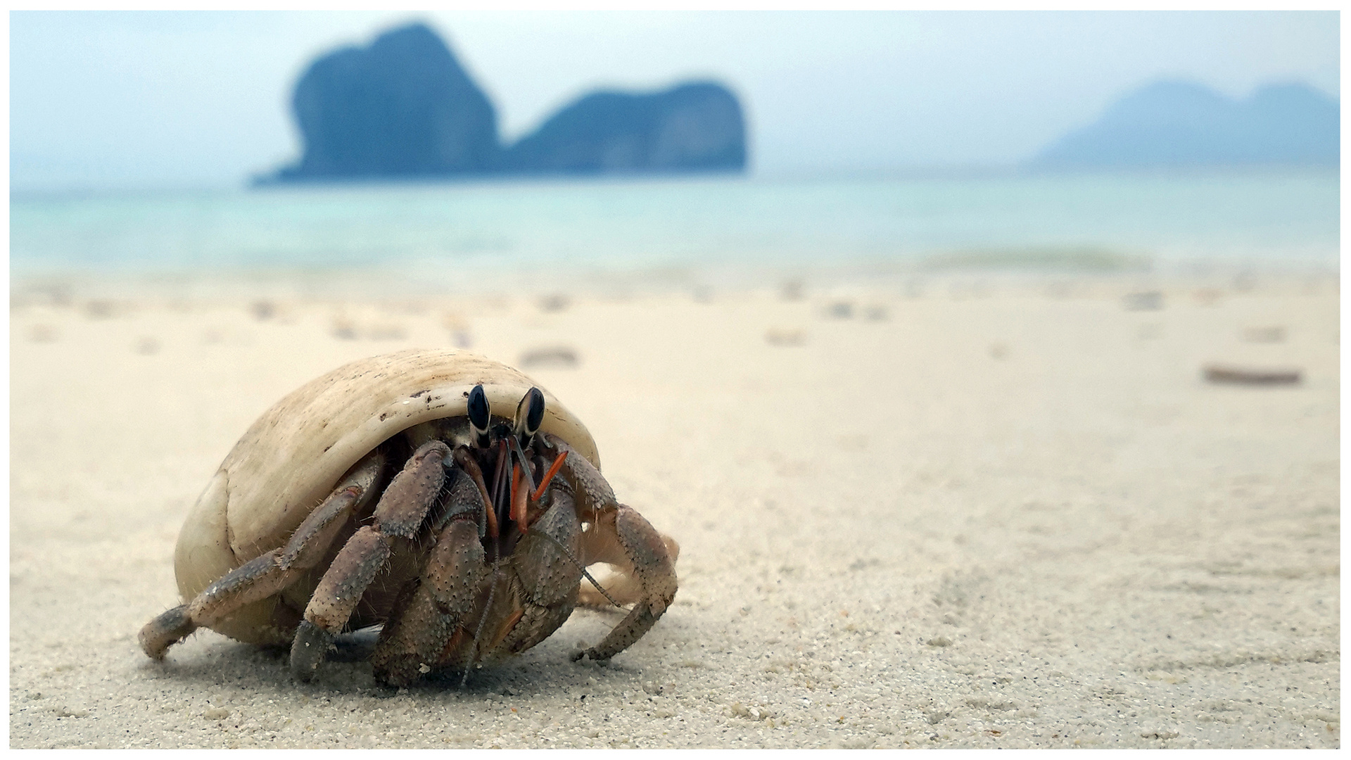 Der Einsiedlerkrebs Foto & Bild tiere, wildlife, krebse Bilder auf