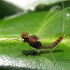 Der Eintagsfliegerich bedankt sich brav mit Sitzenbleiben fürs Foto - . . .