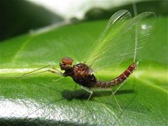 Der Eintagsfliegerich bedankt sich brav mit Sitzenbleiben fürs Foto - . . .