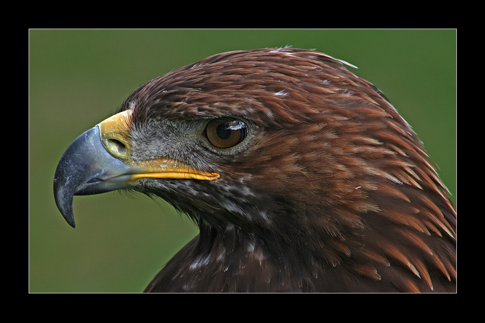 Der Eintracht-Adler