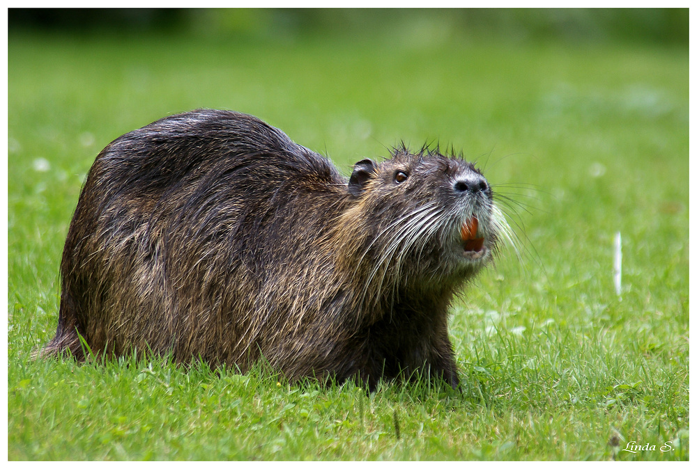 Der Einwanderer Foto & Bild tiere, wildlife, säugetiere Bilder auf