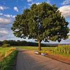 Der Einzelbaum an der Wolzenburg