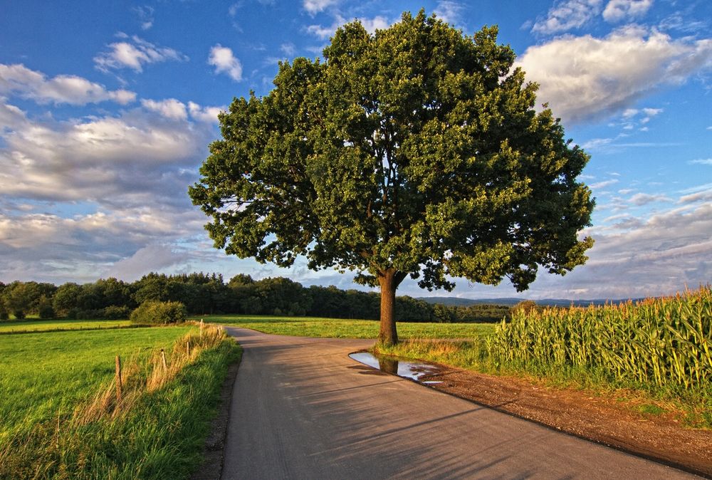 Der Einzelbaum an der Wolzenburg