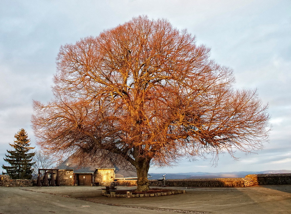 Der Einzelbaum ...