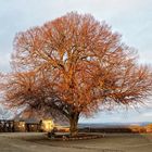 Der Einzelbaum ...