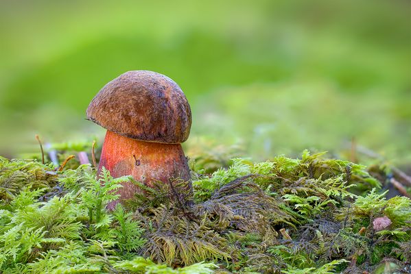 "Der Einzelgänger........"