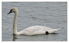 Der Einzelgänger vom Freizeitsee