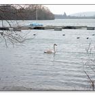 Der Einzelgänger vom Freizeitsee.