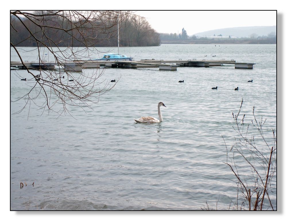 Der Einzelgänger vom Freizeitsee.