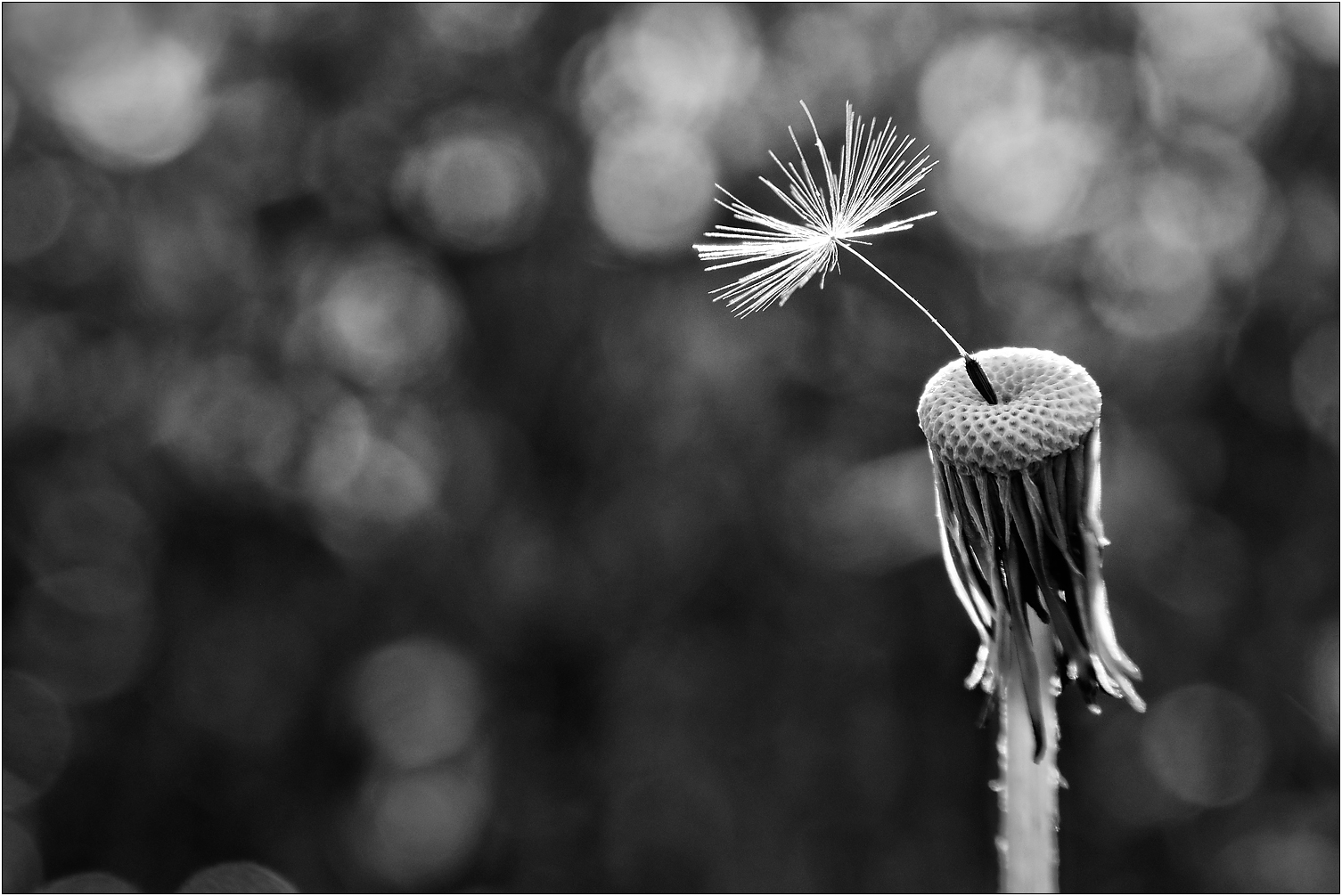 Der Einzelkämpfer...