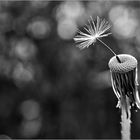 Der Einzelkämpfer...