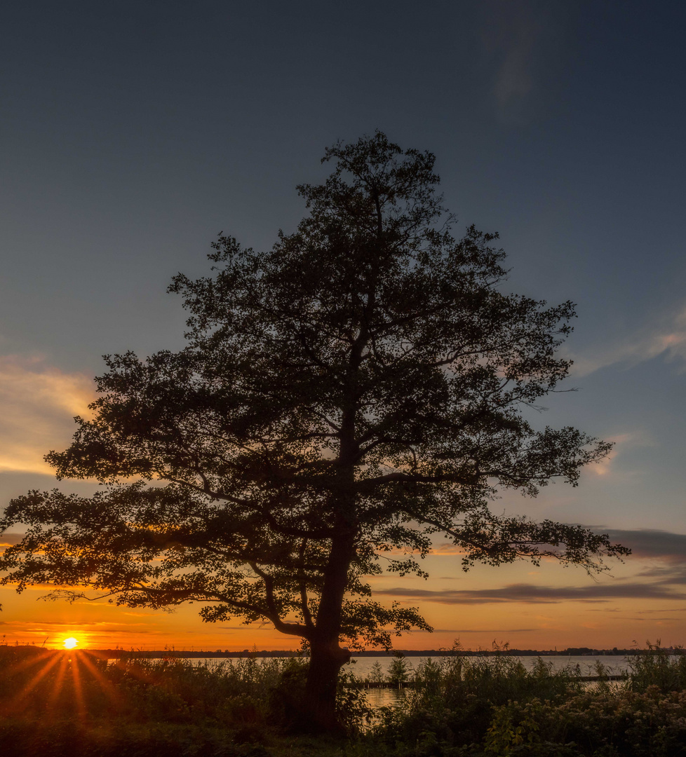 Der einzeln stehende Baum am See bei Sonnenuntergang