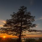 Der einzeln stehende Baum am See bei Sonnenuntergang