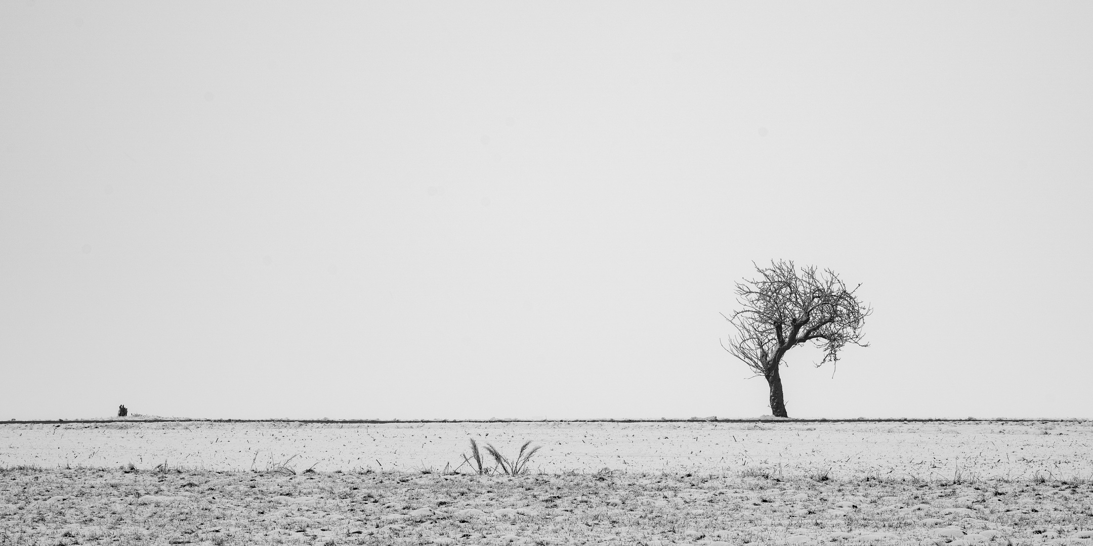 Der einzelne Baum