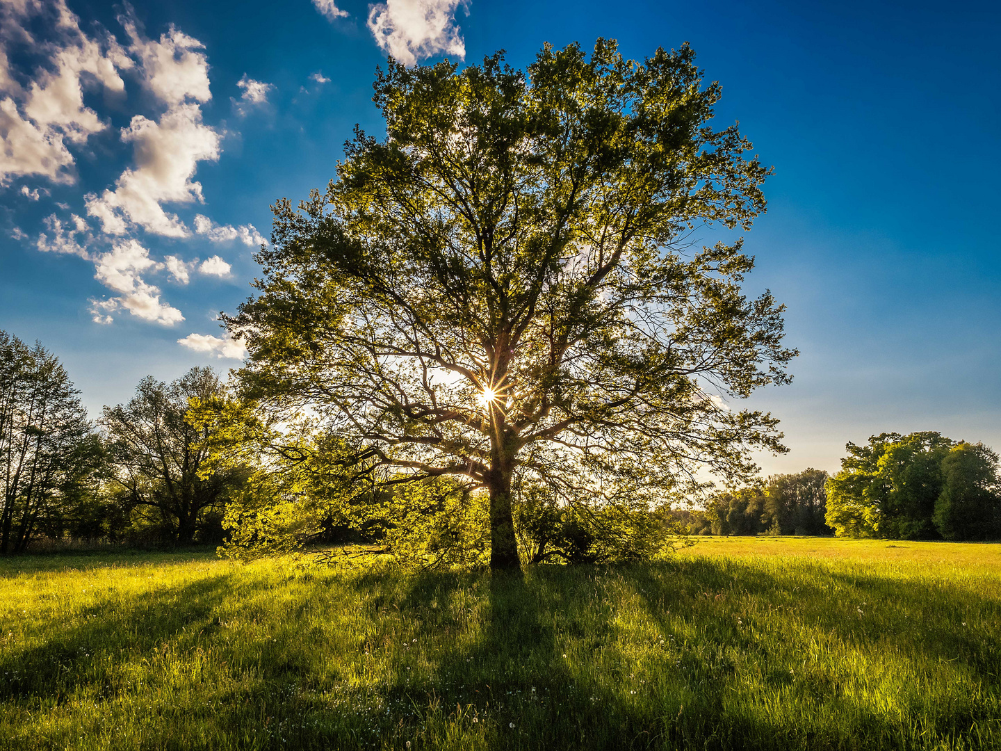 Der einzelne Baum auf der Wiese