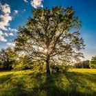 Der einzelne Baum auf der Wiese