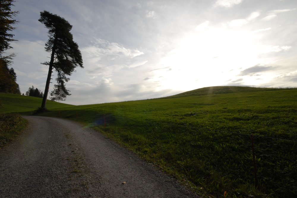 Der einzelne Baum