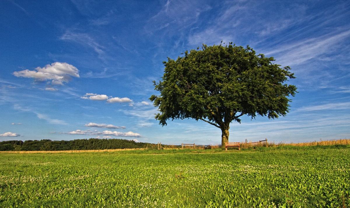 Der einzelne Baum Foto & Bild | world, sommer, blau Bilder auf ...